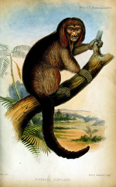 Chiropotes Satanas Řízení Zoologické Společnosti London 1833 — Stock fotografie