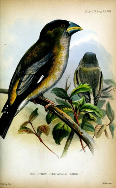 Illustration Fåglar Proceedings Zoological Society London 1833 — Stockfoto