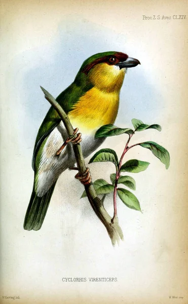 Eljárás Zoológiai Társaság London 1833 — Stock Fotó