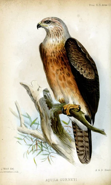 Madár Illusztrációja Eljárás Zoológiai Társaság London 1833 — Stock Fotó