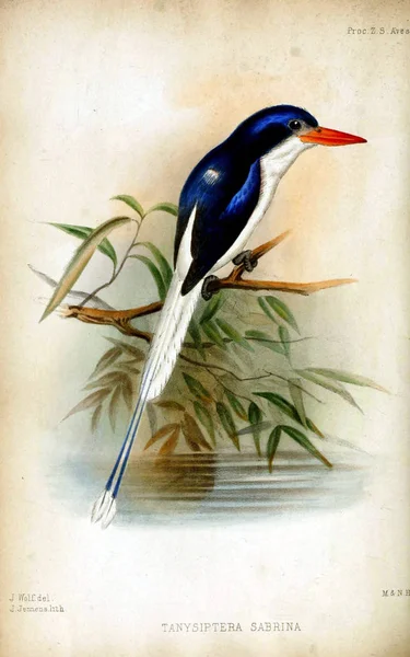 Pescador Común Del Paraíso Proceedings Zoological Society London 1833 — Foto de Stock