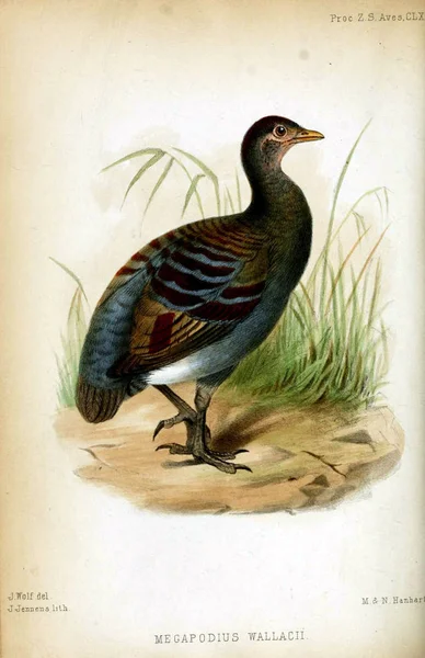 Ilustración Aves Proceedings Zoological Society London 1833 — Foto de Stock