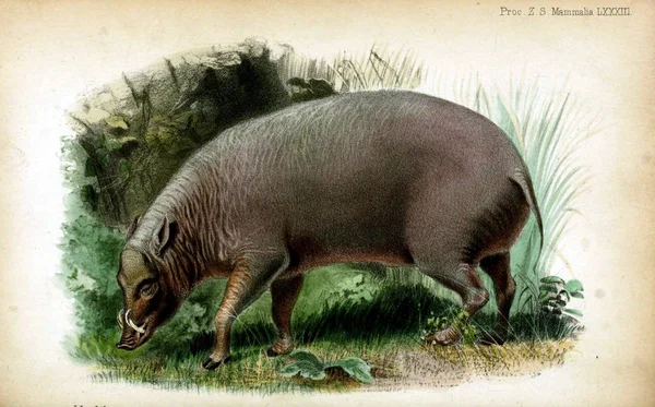 Illustratie Van Varkens Werkzaamheden Van Zoological Society London 1833 — Stockfoto