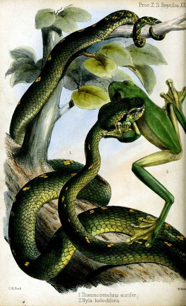 Cobras Selva Proceedings Zoological Society London 1833 — Fotografia de Stock