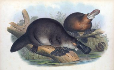 Illustration of a platypus. The mammals of Australia. London 1863 stock vector