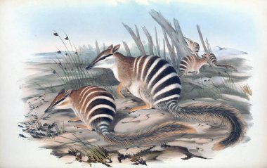 Bir Numbat Illustration. Avustralya memeliler. Londra 1863