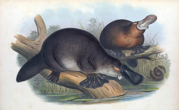 Illustration Ornithorynque Les Mammifères Australie Londres 1863 — Photo