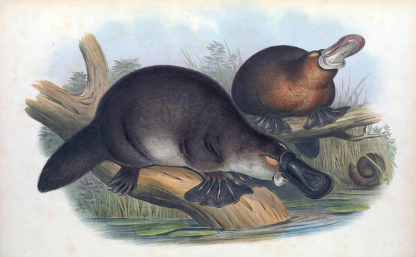 Illustration of a platypus. The mammals of Australia. London 1863