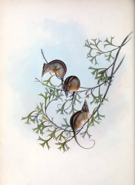 Honung Pungråtta Däggdjuren Australien London 1863 — Stockfoto