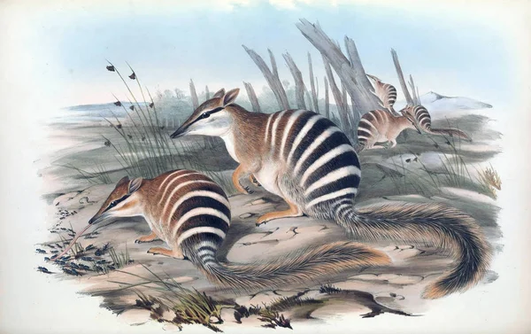 Illustration Numbat Mammals Australia London 1863 — Stock Photo, Image