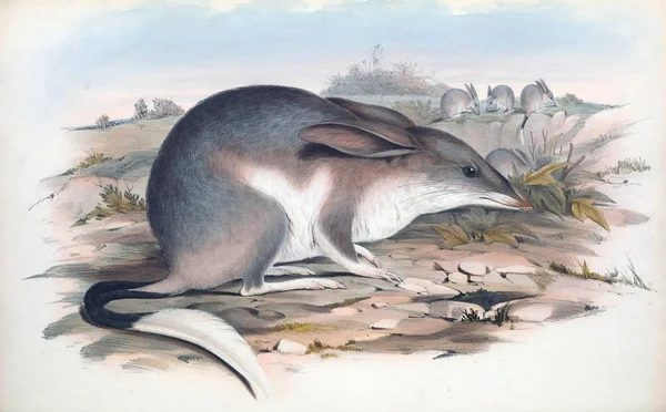 Peragalea Lagotisthe Mammals Australia London 1863 — Stock Photo, Image