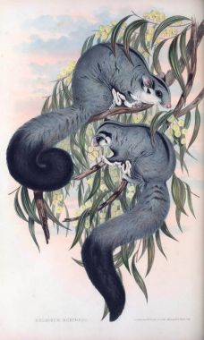 Flying squirrel. The mammals of Australia. London 1863 clipart
