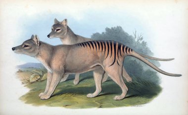 Tasmanian Tiger The mammals of Australia. London 1863 clipart