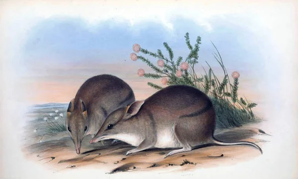 Illustration Eines Bandicoots Die Säugetiere Australiens London 1863 — Stockfoto