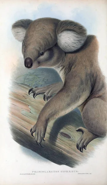 Koala Illustration Avustralya Memeliler Londra 1863 — Stok fotoğraf