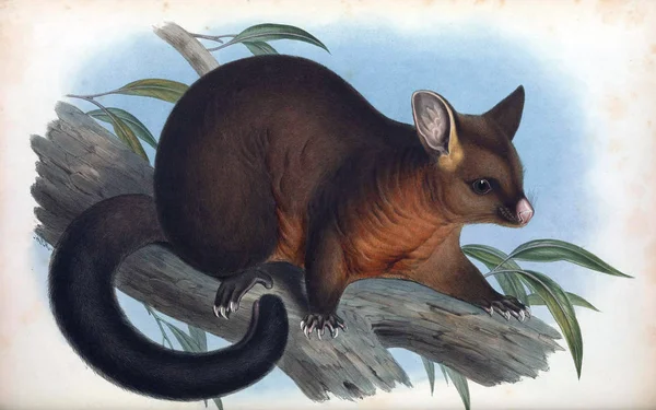 Mammals Australia London 1863 — Stock Photo, Image