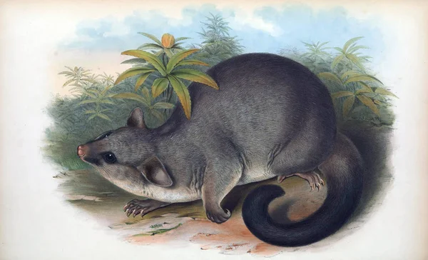 Млекопитающие Австралии Лондон 1863 — стоковое фото
