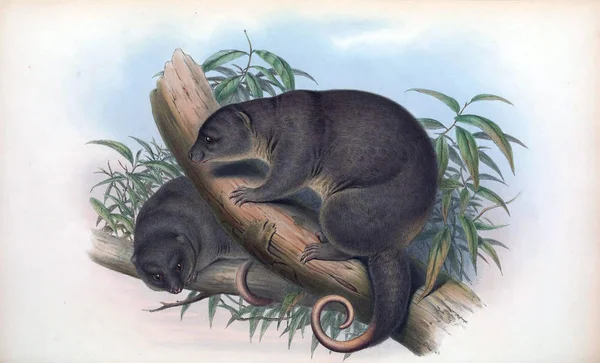 Млекопитающие Австралии Лондон 1863 — стоковое фото