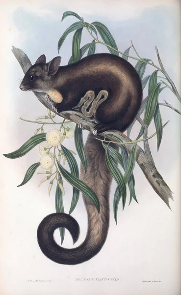 飞松鼠澳大利亚的哺乳动物 伦敦1863 — 图库照片