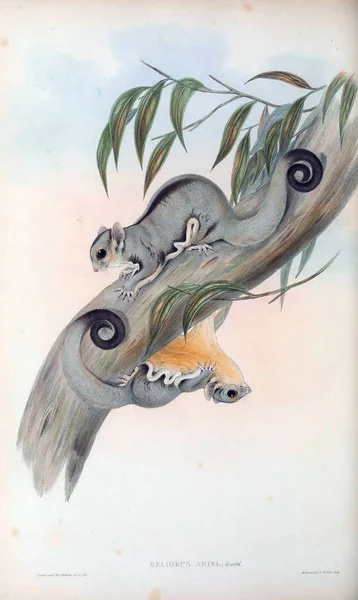 Flying squirrel. The mammals of Australia. London 1863