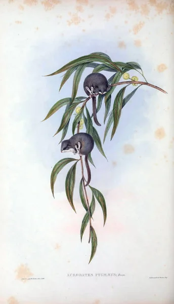 ムササビ オーストラリアの哺乳類 ロンドン 1863 — ストック写真