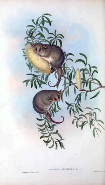 Possum Ssaki Australii Londyn 1863 — Zdjęcie stockowe