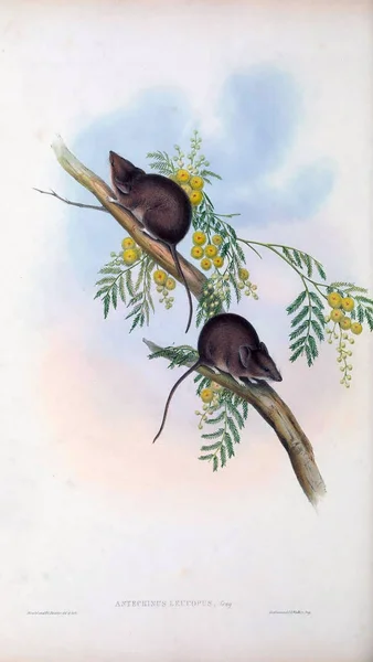 Marsupial mice. The mammals of Australia. London 1863