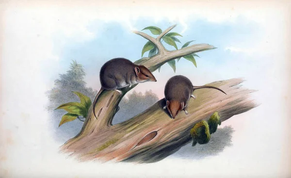 袋老鼠澳大利亚的哺乳动物 伦敦1863 — 图库照片