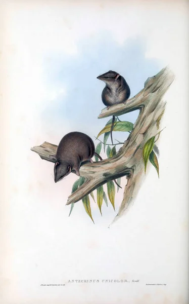 Сумчатые Мыши Млекопитающие Австралии Лондон 1863 — стоковое фото