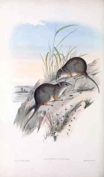 袋老鼠澳大利亚的哺乳动物 伦敦1863 — 图库照片