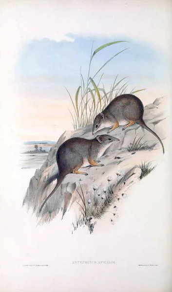 Marsupial mice. The mammals of Australia. London 1863