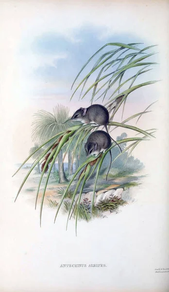 Marsupial mice. The mammals of Australia. London 1863