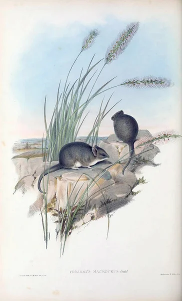 Topi Marsupiali Mammiferi Dell Australia Londra 1863 — Foto Stock