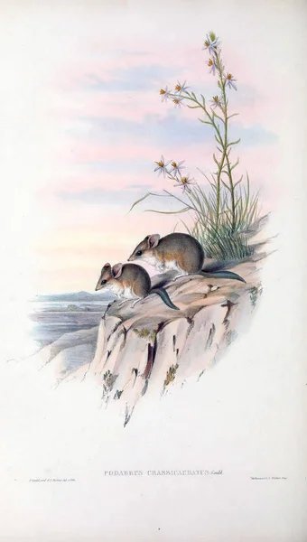 Marsupial Mice Mammals Australia London 1863 — Stock Photo, Image