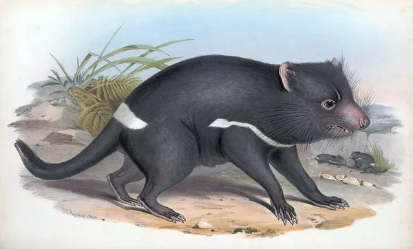 Tasmaanse Devilthe Zoogdieren Van Australië London 1863 — Stockfoto