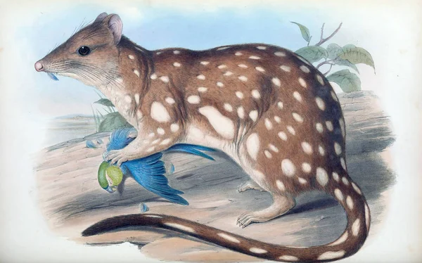 Тигра Quoll Ссавці Австралії Лондон 1863 — стокове фото