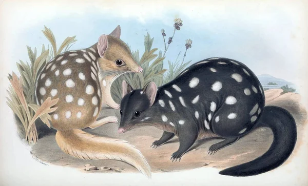 Tiger Quoll Mammals Australia London 1863 — Stock Photo, Image