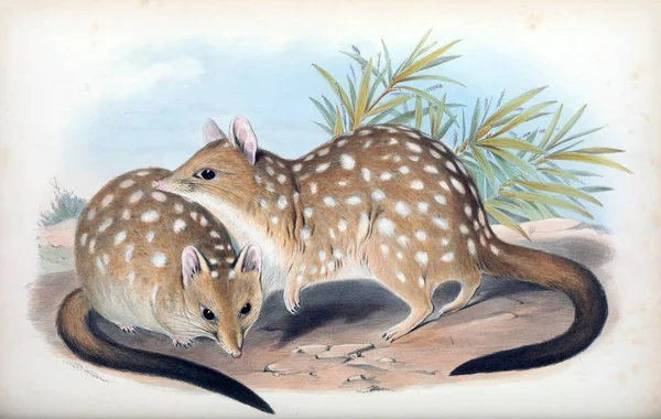 Quoll Tigre Los Mamíferos Australia Londres 1863 — Foto de Stock