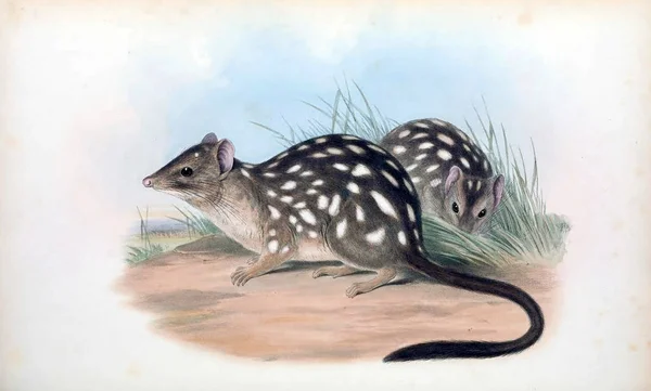 Tiger Quoll Mammals Australia London 1863 — Stock Photo, Image