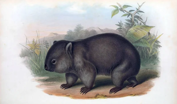 Wombat Los Mamíferos Australia Londres 1863 — Foto de Stock