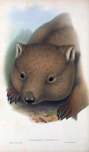 Wombat Los Mamíferos Australia Londres 1863 — Foto de Stock