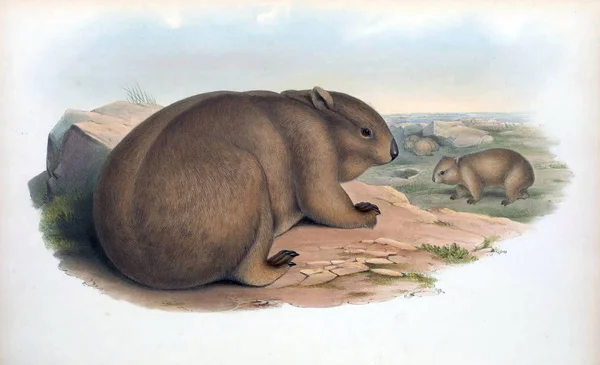 Wombat Emlősök Ausztrália London 1863 — Stock Fotó