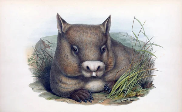Wombat Mamíferos Austrália Londres 1863 — Fotografia de Stock
