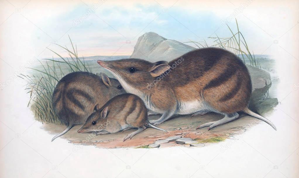Illustration of a Bandicoot. The mammals of Australia. London 1863