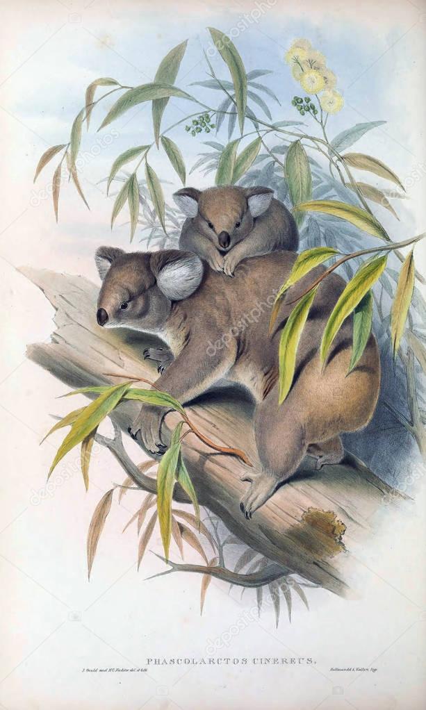 Illustration Of Koala. The mammals of Australia. London 1863
