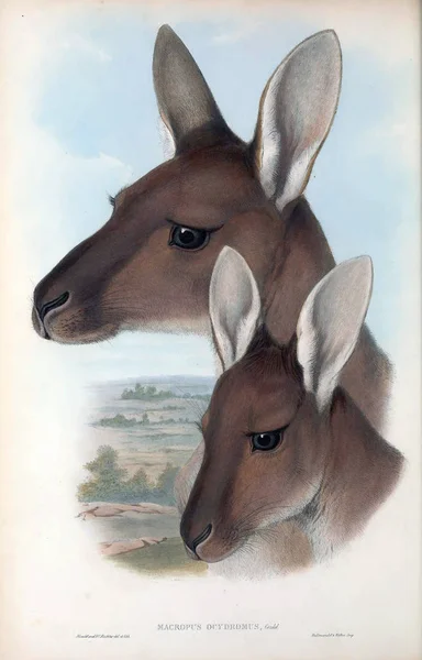 Εικονογράφηση Του Καγκουρό Θηλαστικά Της Αυστραλίας Λονδίνο 1863 — Φωτογραφία Αρχείου