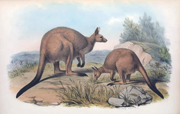 Illustration Känguru Däggdjuren Australien London 1863 — Stockfoto