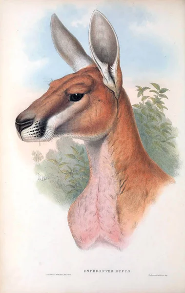 Illustratie Van Een Kangoeroe Zoogdieren Van Australië London 1863 — Stockfoto