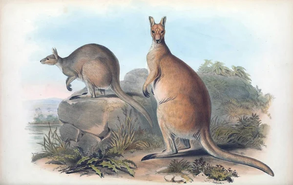 Illustration Kangourou Les Mammifères Australie Londres 1863 — Photo