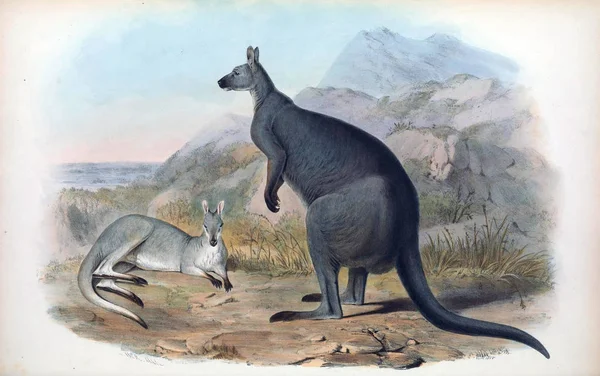 Illustratie Van Een Kangoeroe Zoogdieren Van Australië London 1863 — Stockfoto